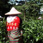 華岡台灣第一等 茶園採茶