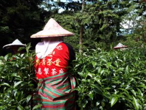 華岡台灣第一等 茶園採茶