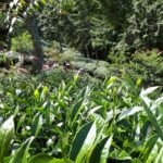 華岡台灣第一等 茶園採茶