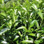 華岡台灣第一等 茶園採茶