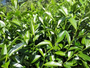 華岡台灣第一等 茶園採茶