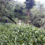 華岡台灣第一等 茶園採茶