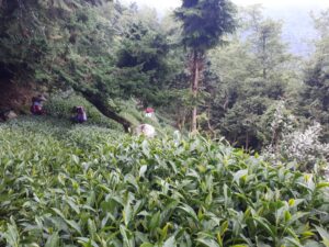 華岡台灣第一等 茶園採茶