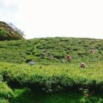 合歡山武界茶區