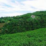 合歡山武界茶區