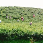 合歡山武界茶區