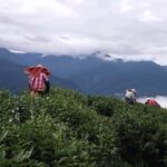 合歡山武界茶區