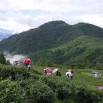 合歡山武界茶區