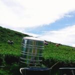 合歡山武界茶區