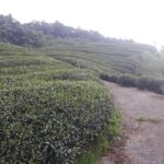 奇萊山冬茶批發