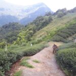 奇萊山冬茶批發