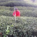 奇萊山冬茶批發