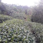 奇萊山冬茶批發