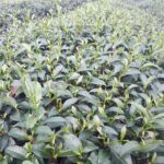 奇萊山冬茶批發