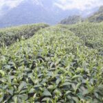 奇萊山冬茶批發