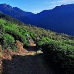 武陵農場,梨山,冬茶,採茶記