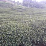 奇萊山冬茶批發