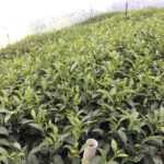 冷高山/能高山冬茶批發