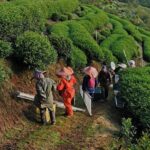 武陵農場,梨山,冬茶,採茶記