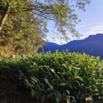 武陵農場,梨山,冬茶,採茶記