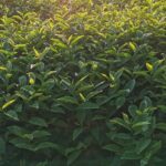 武陵農場,梨山,冬茶,採茶記