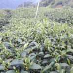 奇萊山冬茶批發