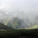 冷高山/能高山冬茶批發