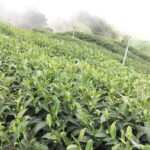 冷高山/能高山冬茶批發