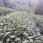 奇萊山冬茶批發