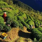 武陵農場,梨山,冬茶,採茶記