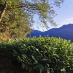 武陵農場,梨山,冬茶,採茶記