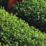 武陵農場,梨山,冬茶,採茶記