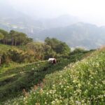 台灣茶葉批發/高山茶/冬茶批發