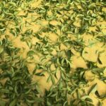 台灣茶葉批發/高山茶/冬茶批發