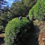 武陵農場,梨山,冬茶,採茶記