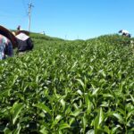 台灣茶葉批發/高山茶/冬茶批發