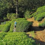 武陵農場,梨山,冬茶,採茶記