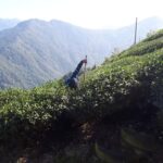 台灣茶葉批發/高山茶/冬茶批發