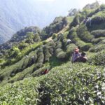 台灣茶葉批發/高山茶/冬茶批發