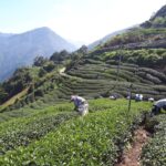 台灣茶葉批發/高山茶/冬茶批發