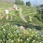 台灣茶葉批發/高山茶/冬茶批發