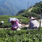 台灣茶葉批發/高山茶/冬茶批發