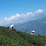 台灣茶葉批發/高山茶/冬茶批發