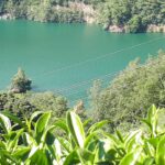 台灣茶葉批發/高山茶/冬茶批發