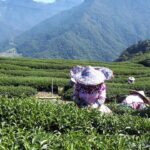 台灣茶葉批發/高山茶/冬茶批發