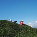 台灣茶葉批發/高山茶/冬茶批發