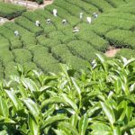 台灣茶葉批發/高山茶/冬茶批發