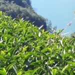 台灣茶葉批發/高山茶/冬茶批發