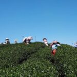 台灣茶葉批發/高山茶/冬茶批發