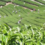 台灣茶葉批發/高山茶/冬茶批發